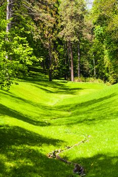 green grass and trees in the spring