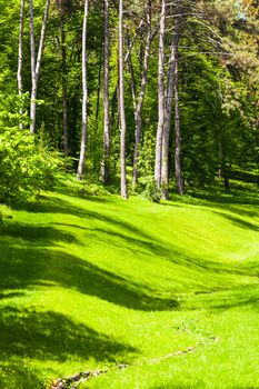 green grass and forest in the spring