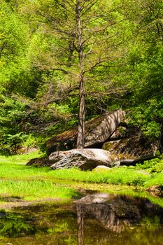 green trees with big stones and lake, spring forest