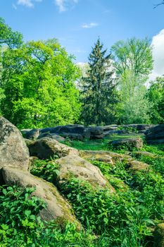 green trees with big stones, spring forest