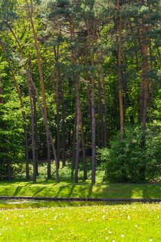 spring landscape river in green forest