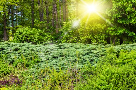landscape of green spring forest with sun rays