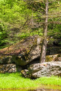 green trees with big stones, spring forest