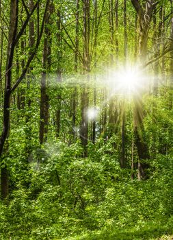 scenery of green spring forest with sun rays