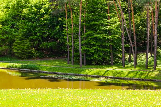 summer landscape river in green forest