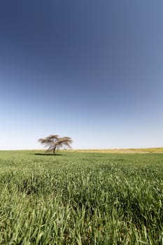 one tree standing alone in a field