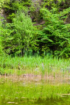 pond in the green forest with reflection