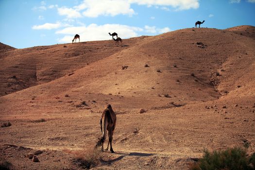 camel in the desert against the blue sky