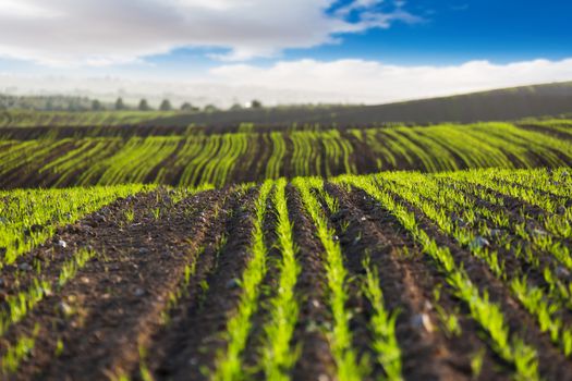 the field scenery with rising agricultural crops