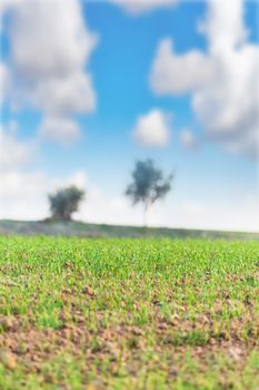 the field landscape with ascendant agricultural crops