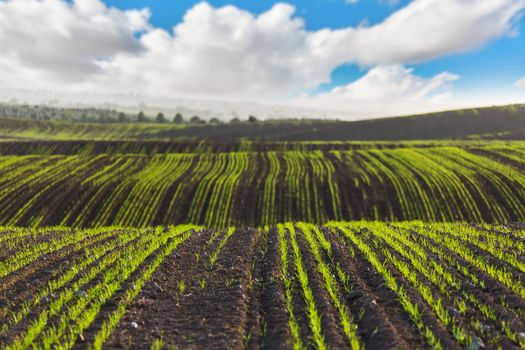 landscape the field planted with agricultural crops