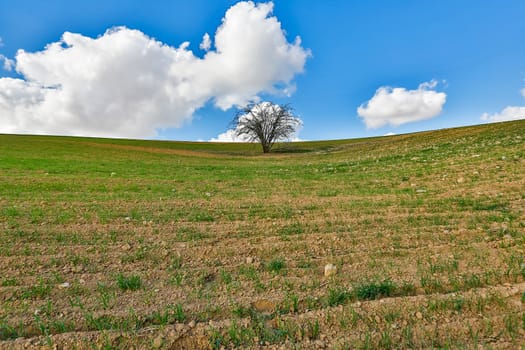 one tree growing in the field on a background of blue sky