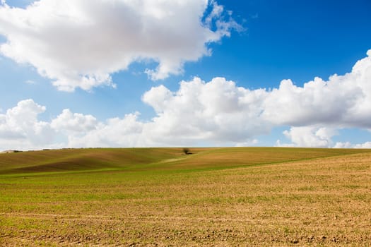 one tree growing in the field on a background sky