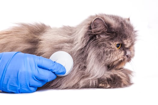 cat at a reception at the veterinarian, medical background