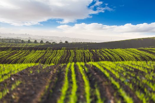 the field landscape with rising agricultural crops
