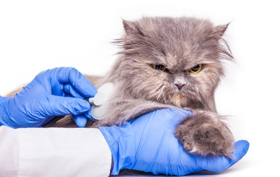 cat on admission to a veterinary clinic, a medical background