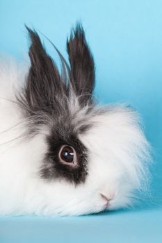 portrait of rabbit decorative on blue background