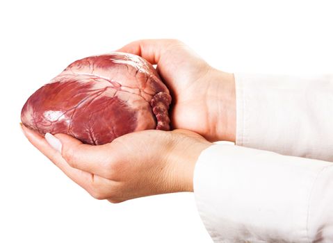 hands holding heart, isolated white background