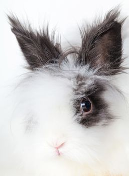 portrait of long-haired white decorative rabbit close-up