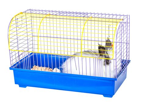 decorative rabbit in a cage on white background