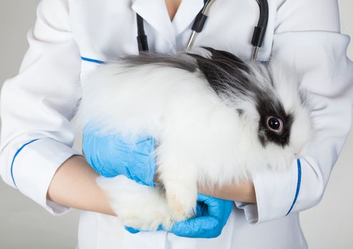 doctor with a decorative white rabbit in hands close-up