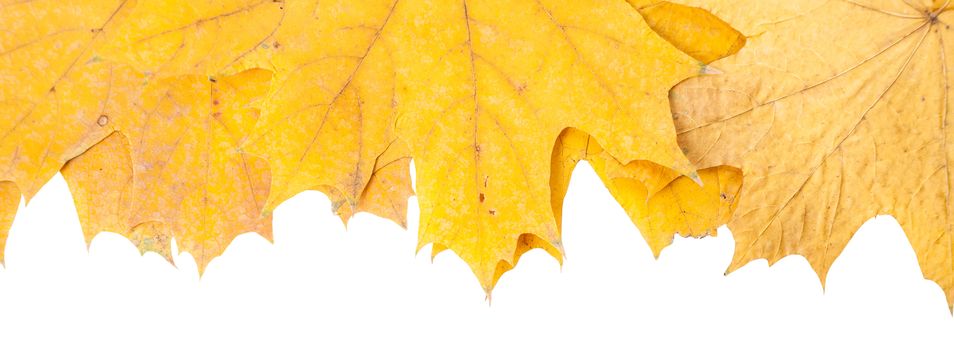 yellow, dry, fallen autumn maple leaves