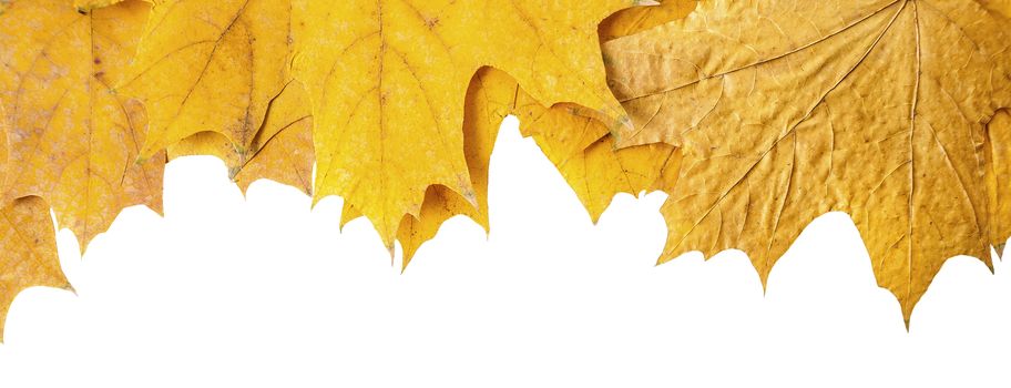 yellow, dried, fallen autumn maple leaves