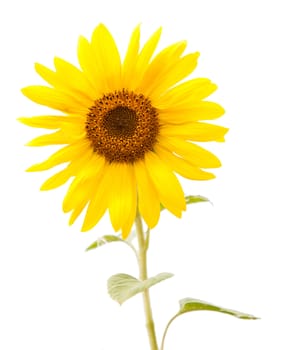 sunflower isolated white background
