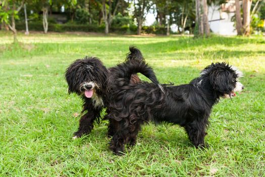 Happy dog playing and rush in grass .