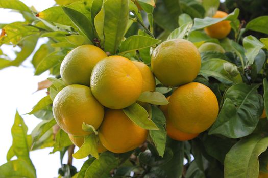 Close Up of Mandarins on Tree in Nice, France