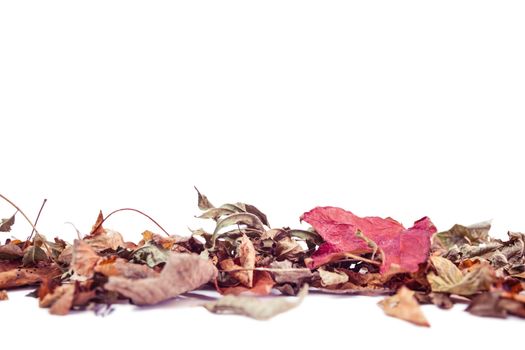 Autumn leaves with copy space on white background
