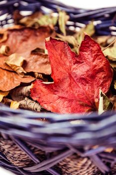 Autumn leaves in a basket on white background