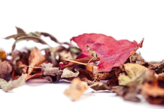 Autumn leaves with copy space on white background