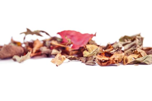 Autumn leaves with copy space on white background