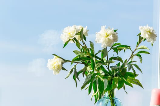 White flowers in a vase with window background and blue sky.