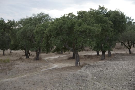 cork tree forest in alentejo Portugal near the place evora