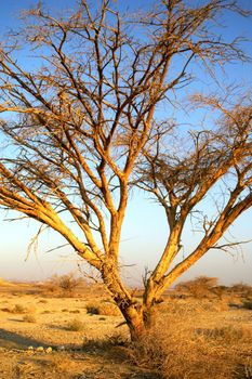 Desert landscape - a tree in Arava desert, Israel on sunrise