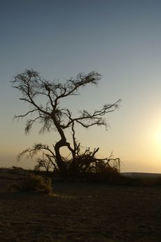 Desert landscape - a tree in Arava desert, Israel on sunrise