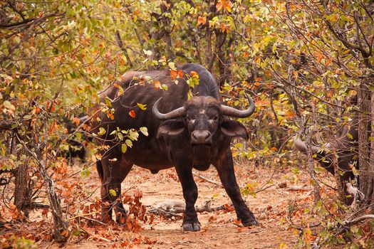Cape Buffalo cow photographed in Kruger National Park, South Africa.
