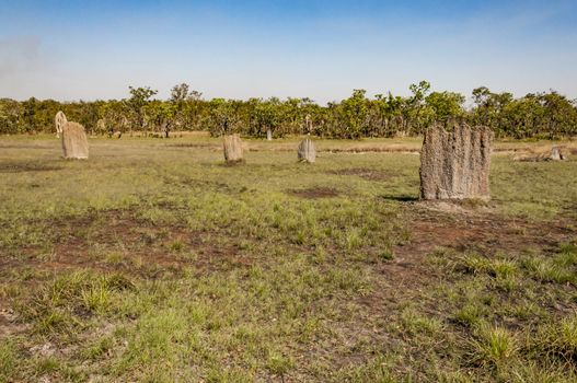 termite mounds in the northern territory, Australia