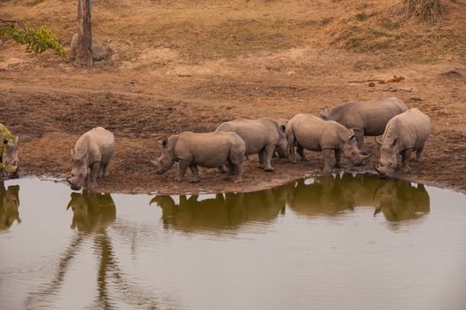 A group of white, or square lipped rhino (Ceratotherium simum) at a waterhole in Kruger National Park, South Africa.