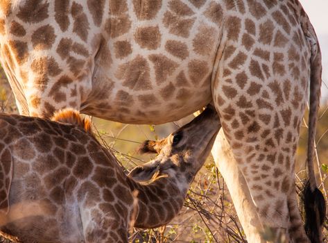 Young suckling giraffe photographed in Kruger National Park, South Africa.