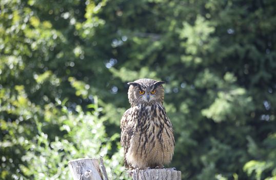 Great Horned Owl with green tree background