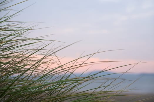 wild dune grass in beal kerry on the wild atlantic way