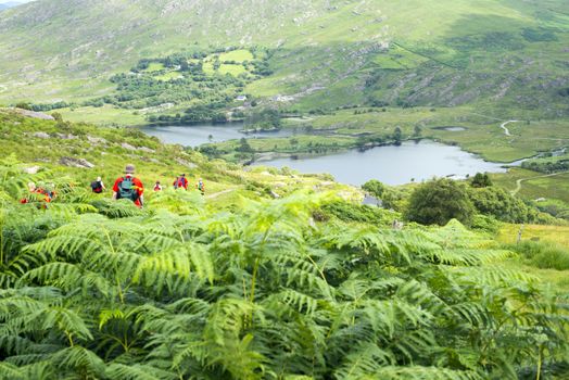 wild ferns with hikers on the kerry way in irelands wild atlantic way