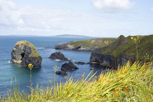 beautiful views over the coastal rocks with wild tall grass and flowers on the wild atlantic way