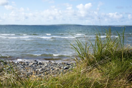 wild tall grass on the beale dunes in irelands wild atlantic way