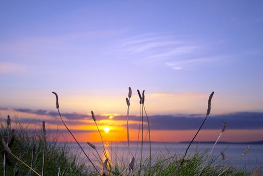 beautiful yellow sunset over loop head with the wild tall grass on the wild atlantic way in ireland