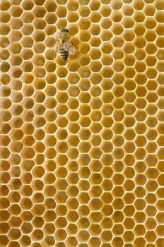 Single honeybee on a comb - detail