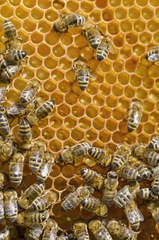 Honeybees on a comb 